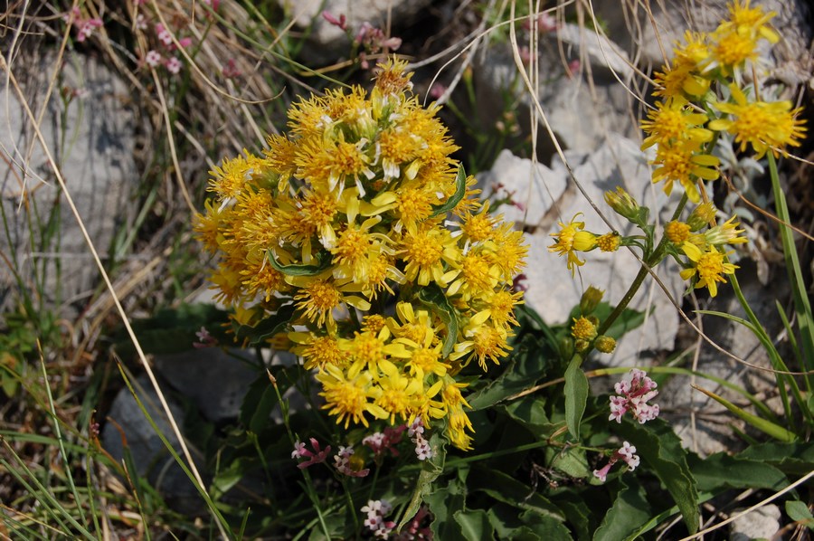 Fioriture magellensi